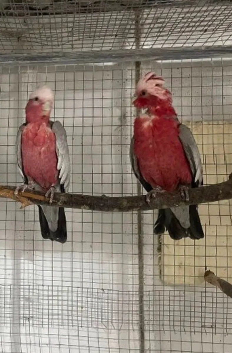 Pair of Galah WANTED