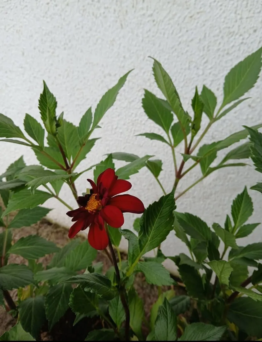 Dahlias - Image 1