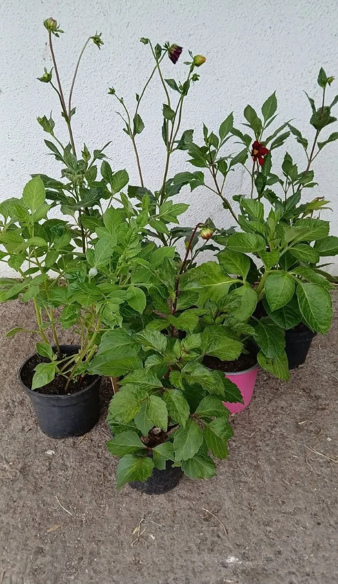 Dahlias - Image 2