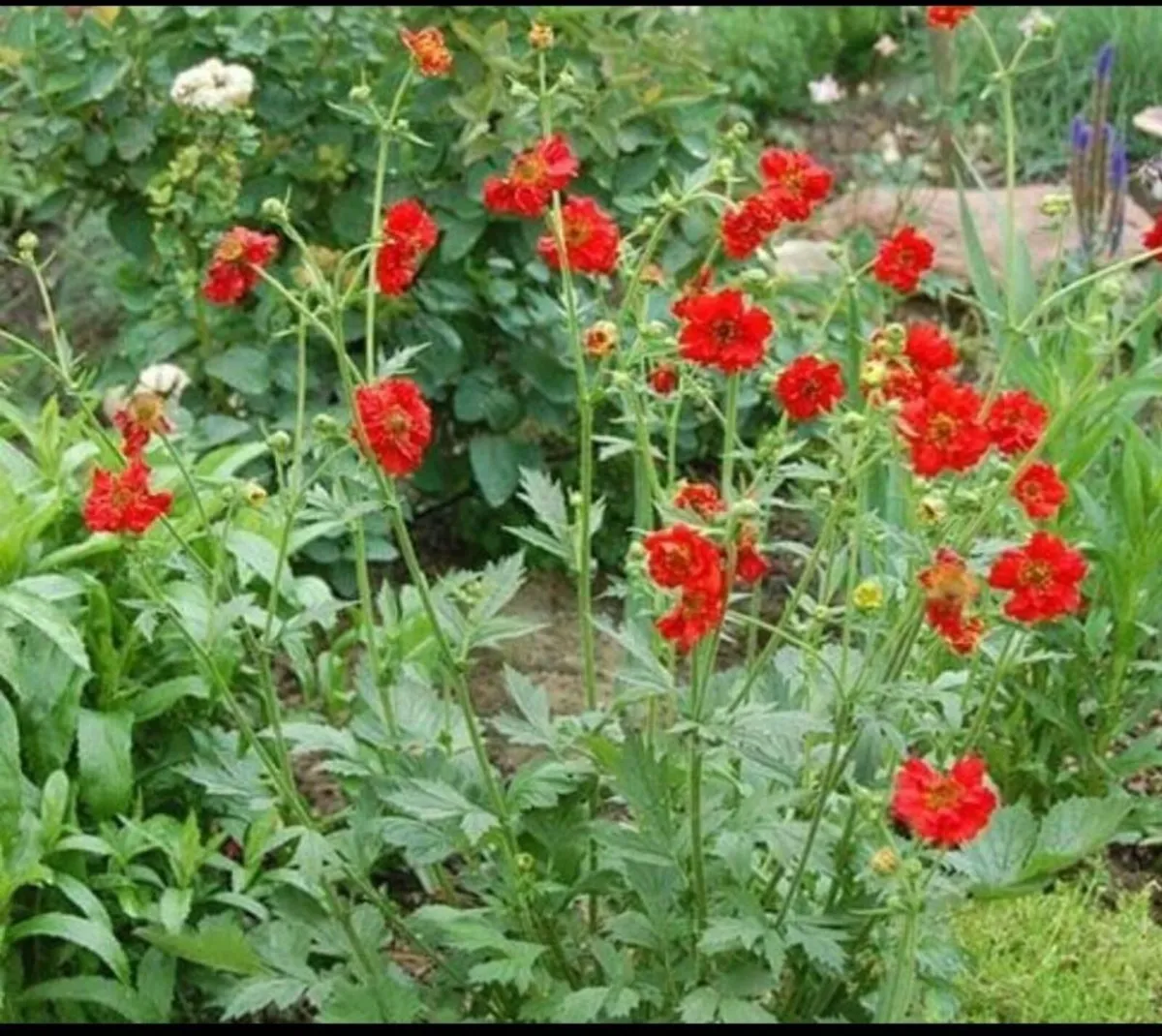 Geum Mrs Bradshaw - Image 1
