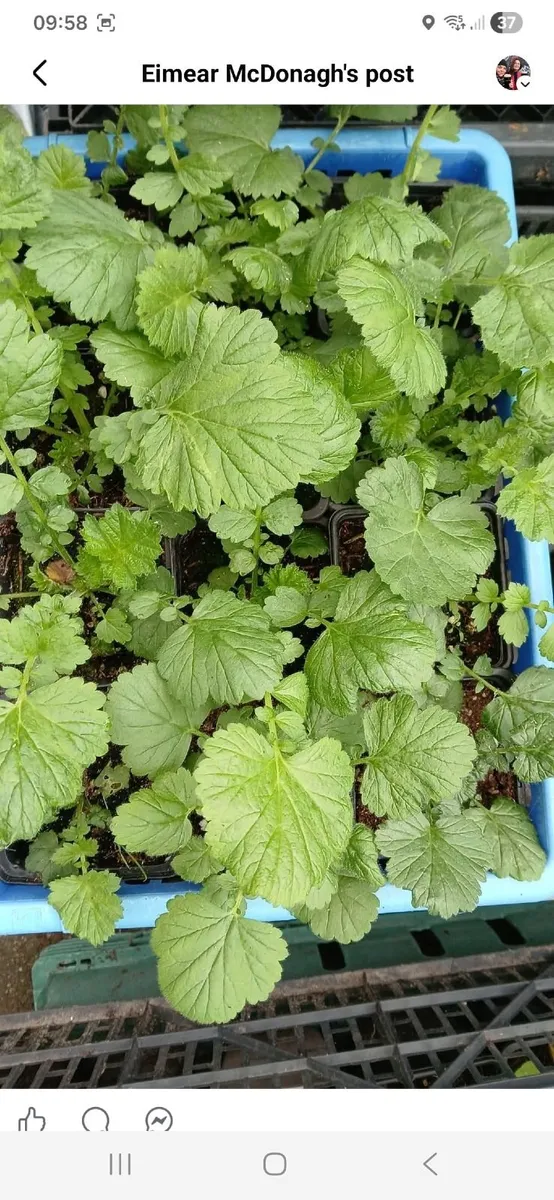 Geum Mrs Bradshaw - Image 2