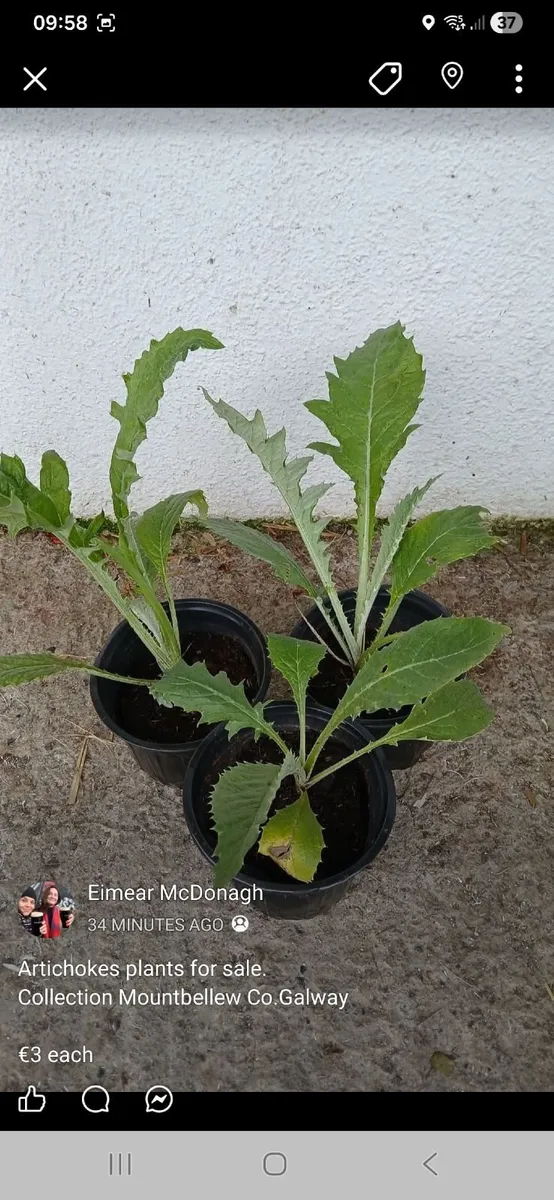 Artichoke plants