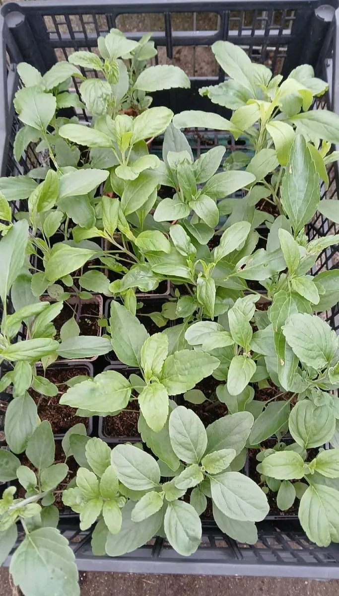 salvia farinacea blue bedder - Image 2