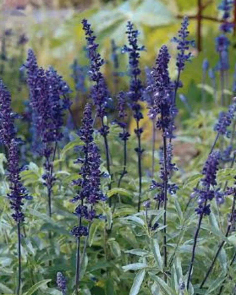 salvia farinacea blue bedder - Image 1