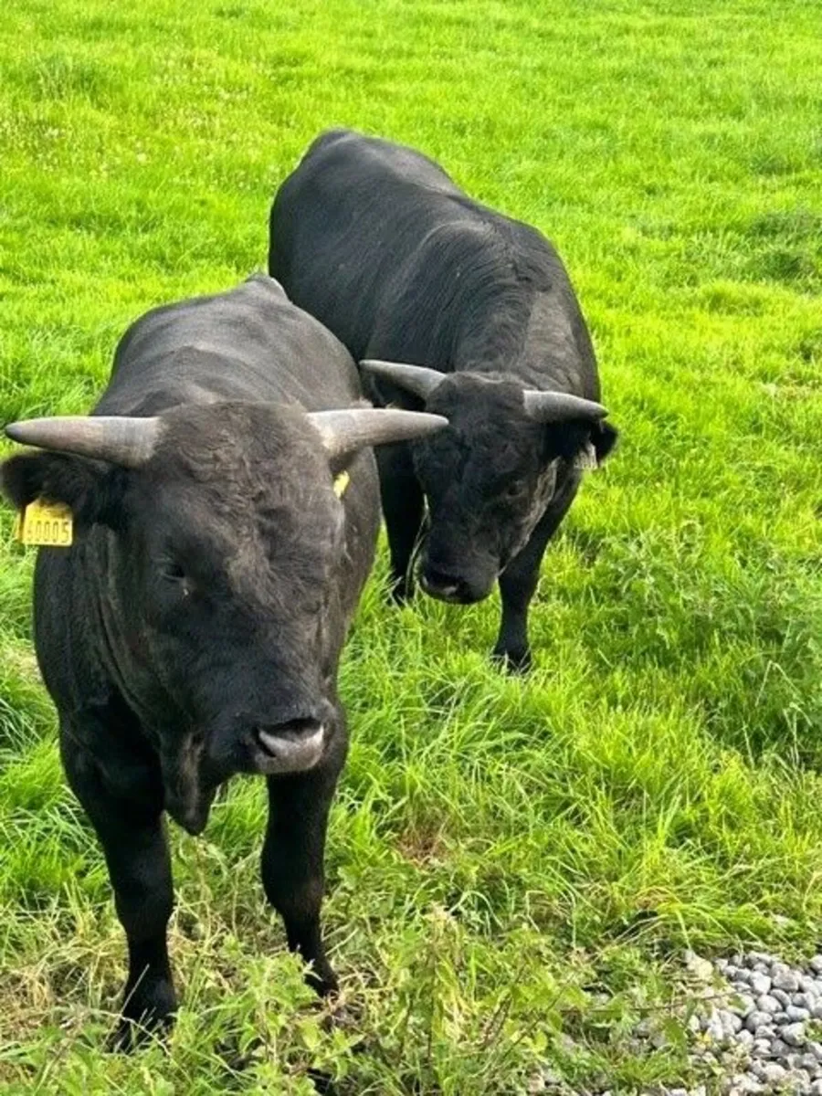 Young DEXTER Bulls - Pedigree - Image 1