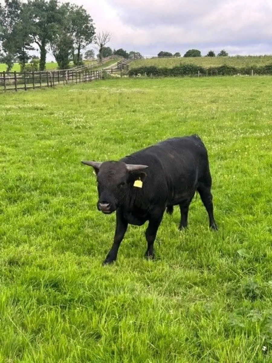 Young DEXTER Bulls - Pedigree - Image 2