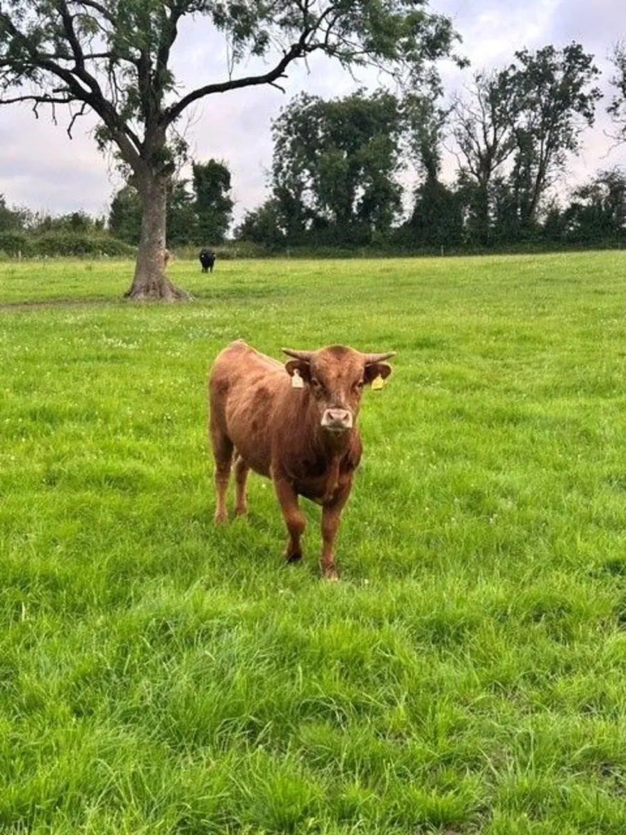 Young DEXTER Bulls - Pedigree - Image 3