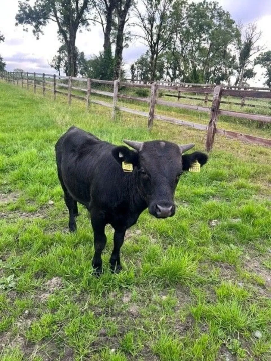 Young DEXTER Bulls - Pedigree - Image 4