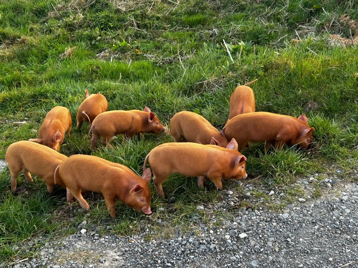 Organic Tamworth Weaner Piglets - Image 2