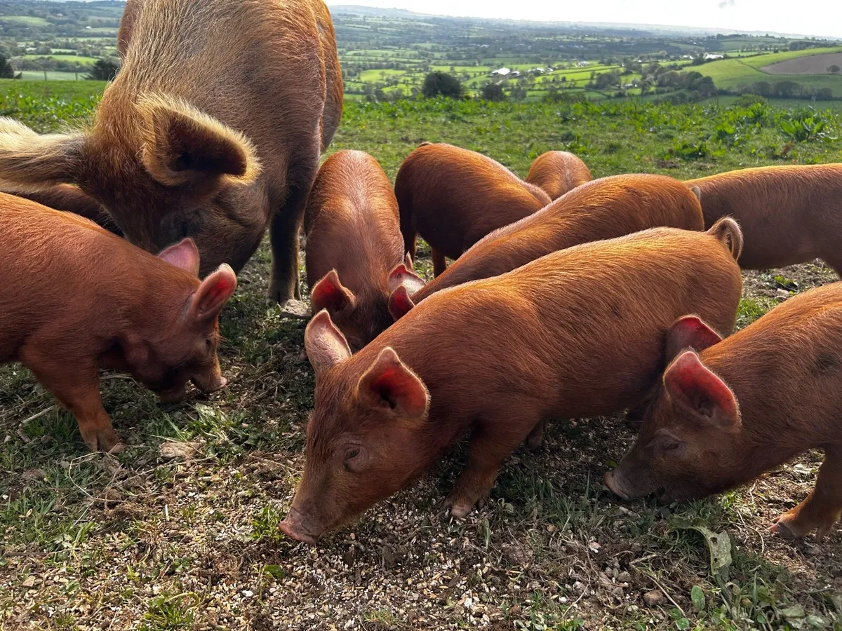 Organic Tamworth Weaner Piglets - Image 3