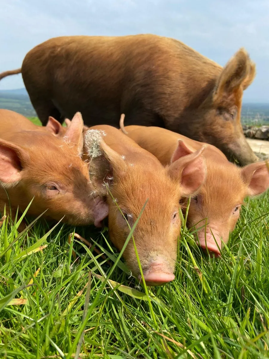 Organic Tamworth Weaner Piglets - Image 4