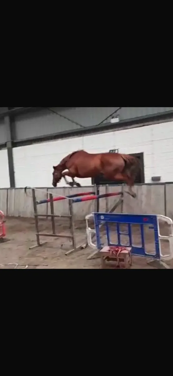 Top Breeding Brood Mare - Image 1