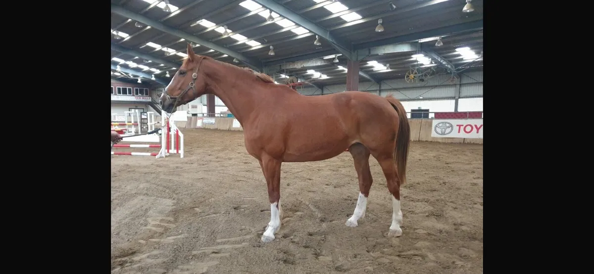 Top Breeding Brood Mare - Image 3