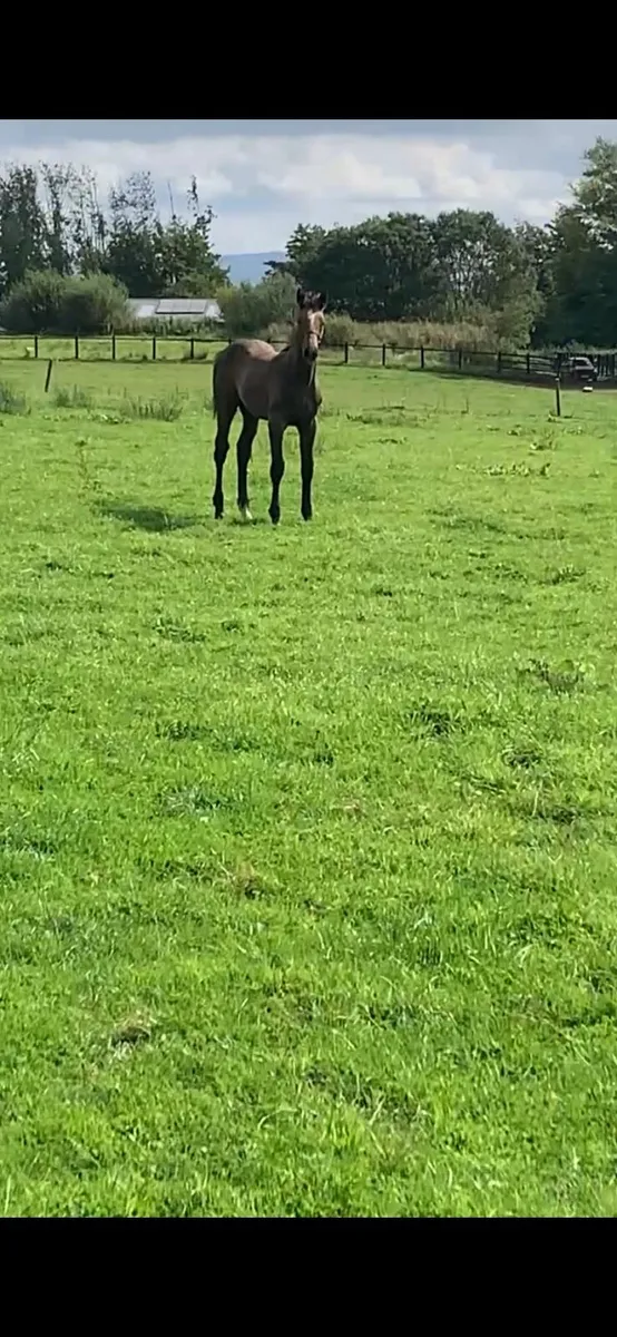 Top Breeding Brood Mare - Image 4