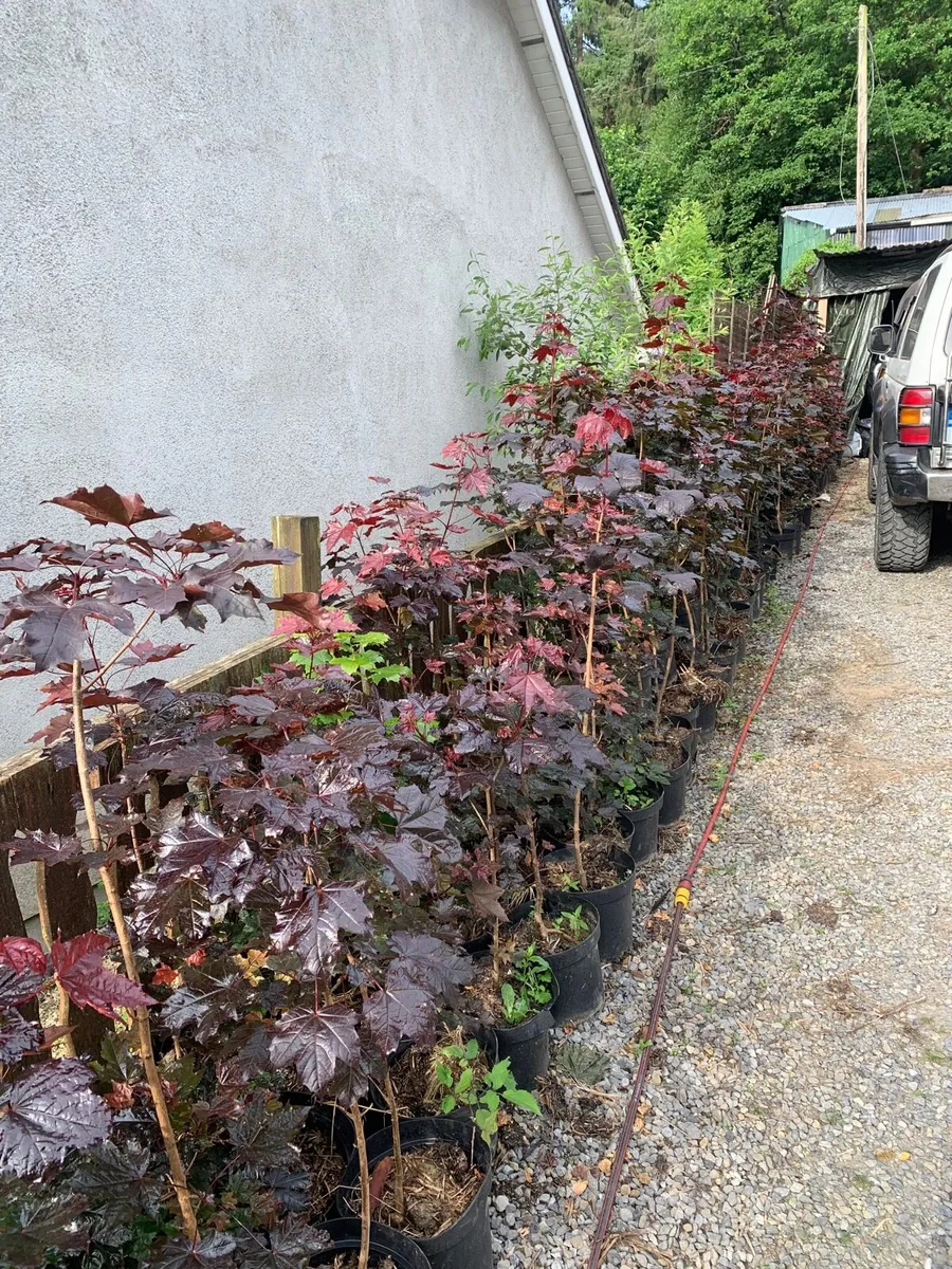 Acer Crimson King Trees - Image 1