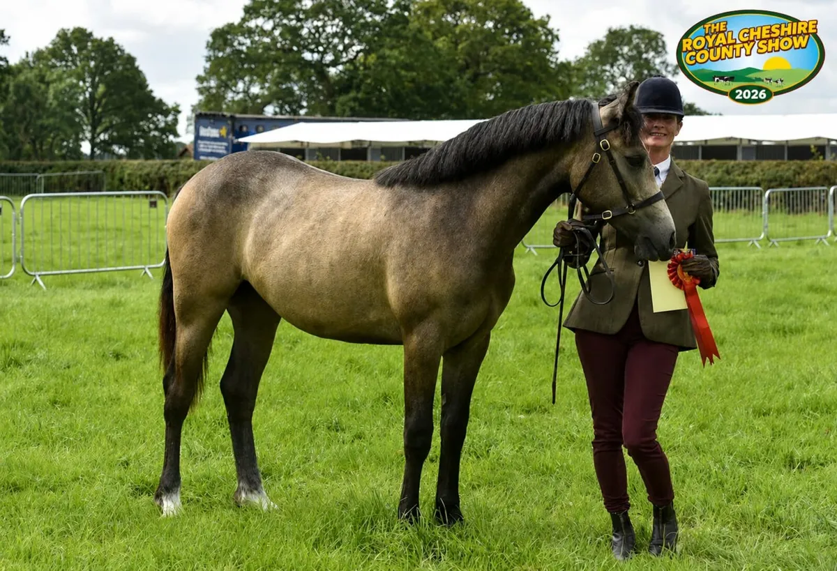 ☘️ class 1 connemara stallion ☘️ - Image 1