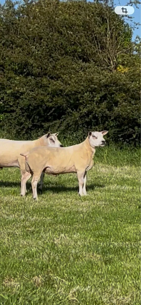 SIS Rouge & Chartex hogget rams - Image 3
