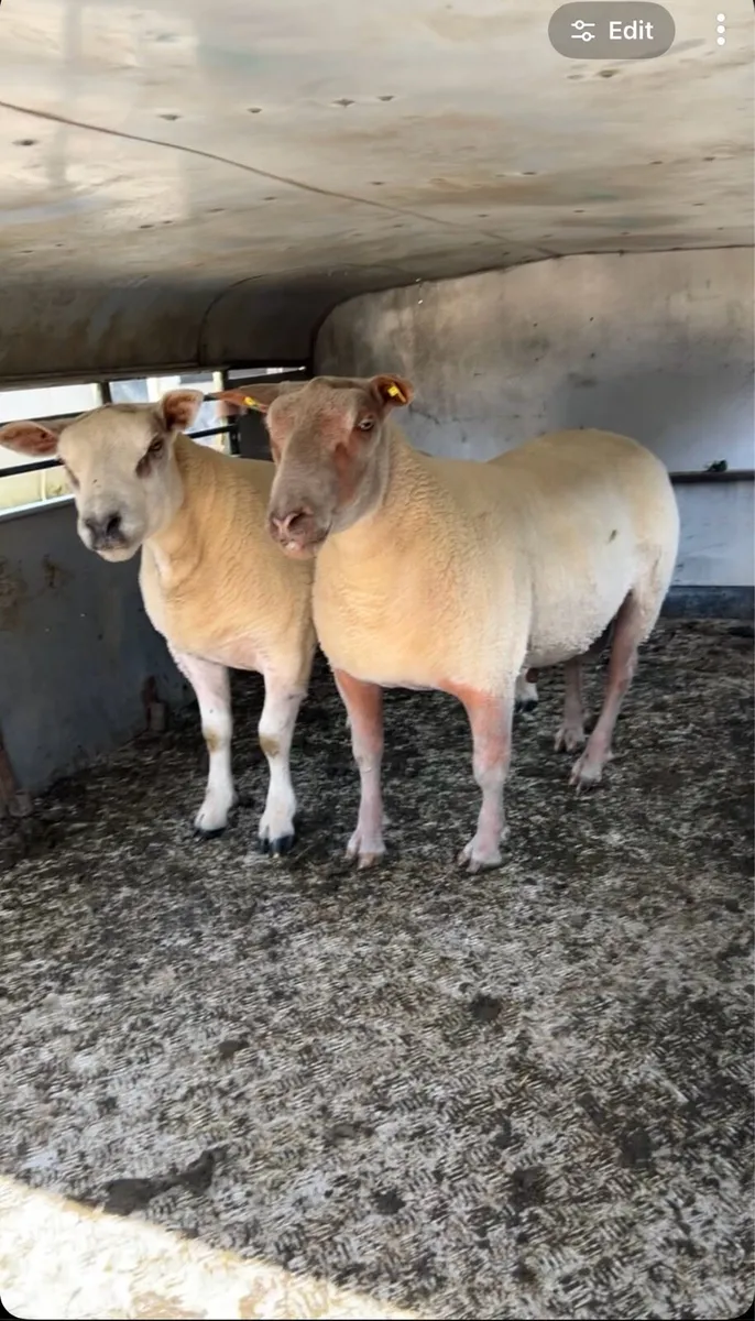 SIS Rouge & Chartex hogget rams - Image 1