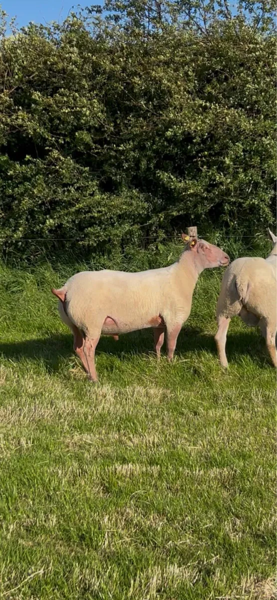 SIS Rouge & Chartex hogget rams - Image 2