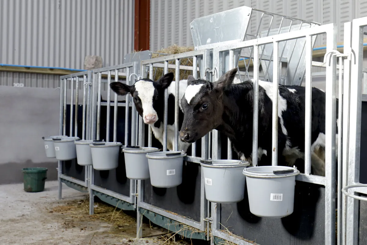 Teemore Calf Pens - Image 1