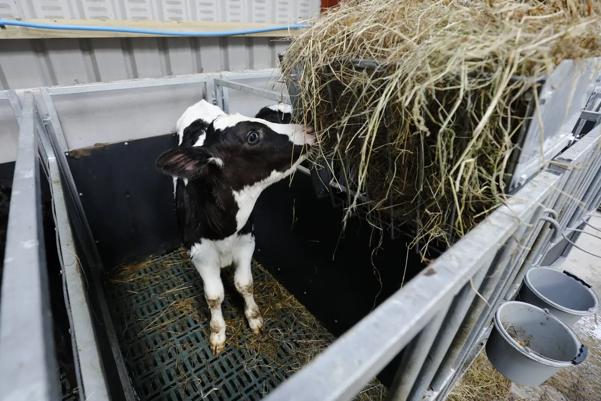 Teemore Calf Pens - Image 3