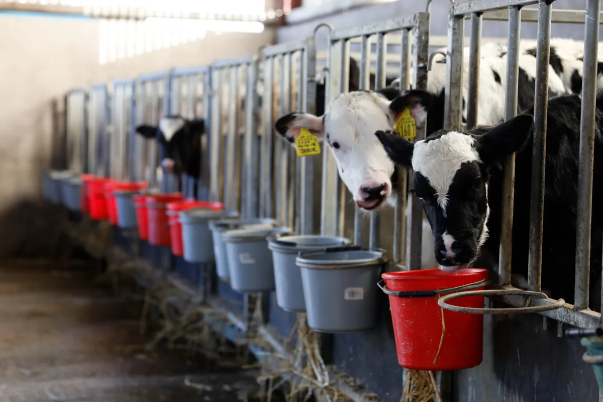 Teemore Calf Pens - Image 2