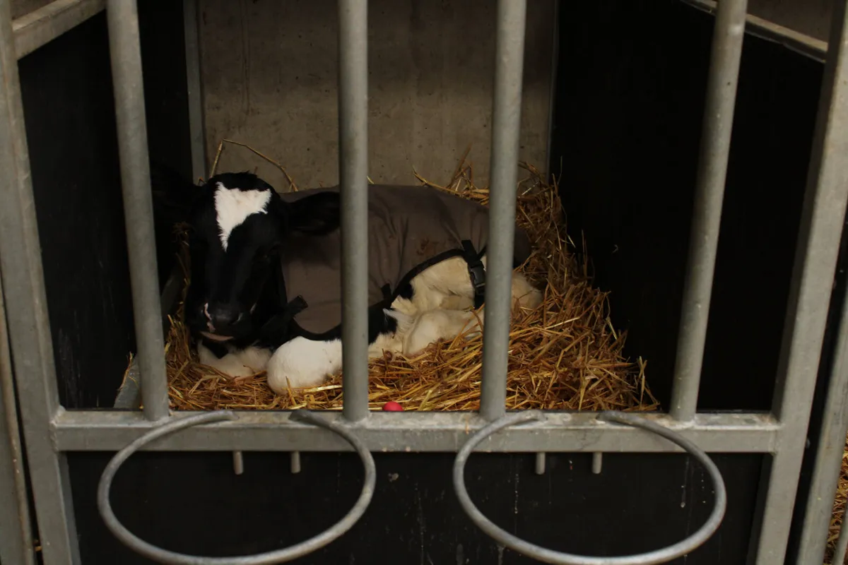 Teemore Calf Pens - Image 4