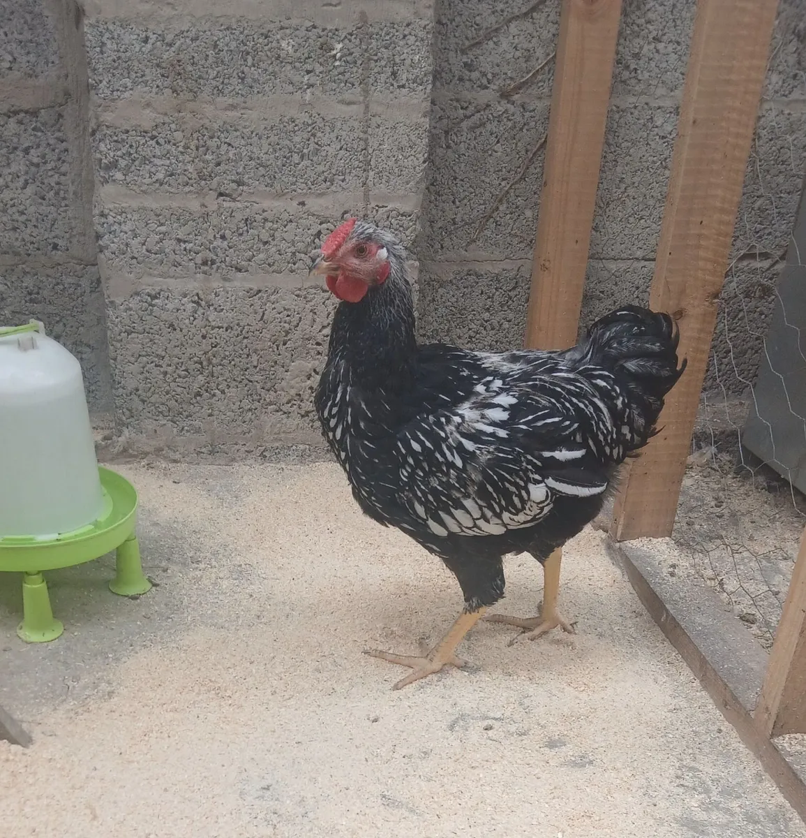 Chickens - Image 1