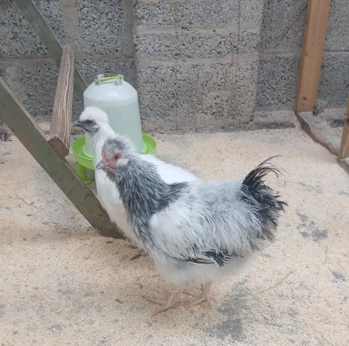 Chickens - Image 2