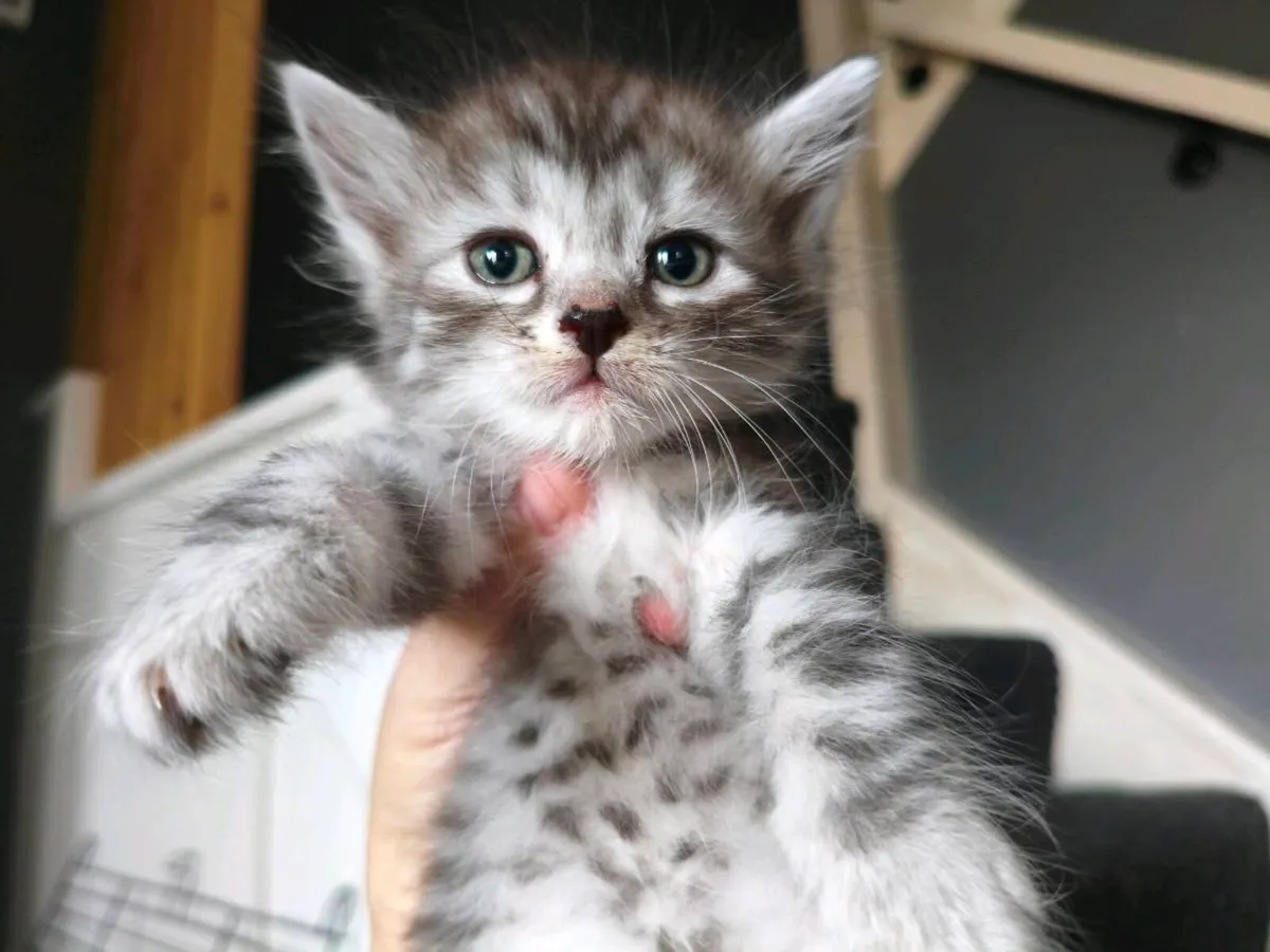 TICA registered Siberian kittens - Image 1