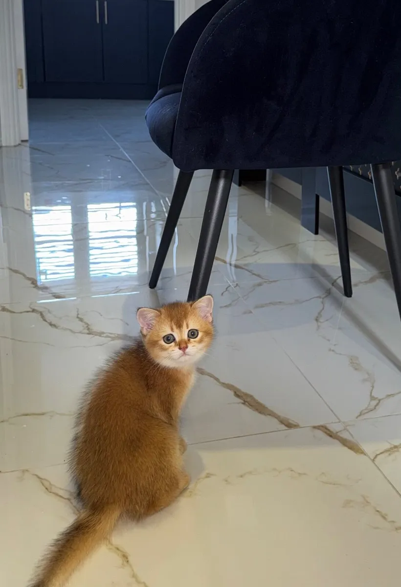 Purebred British Shorthair Golden Kittens - Image 2