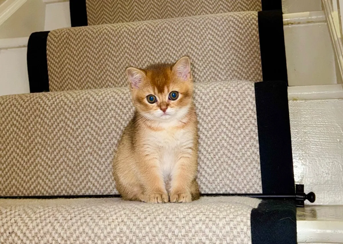 Purebred British Shorthair Golden Kittens - Image 3