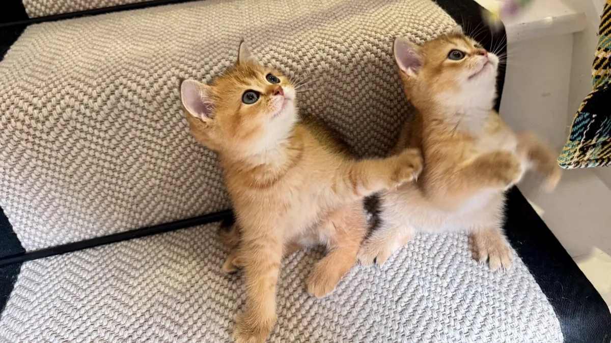 Purebred British Shorthair Golden Kittens - Image 4