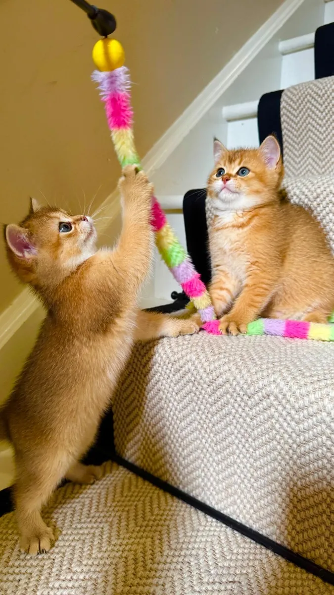 Purebred British Shorthair Golden Kittens - Image 1