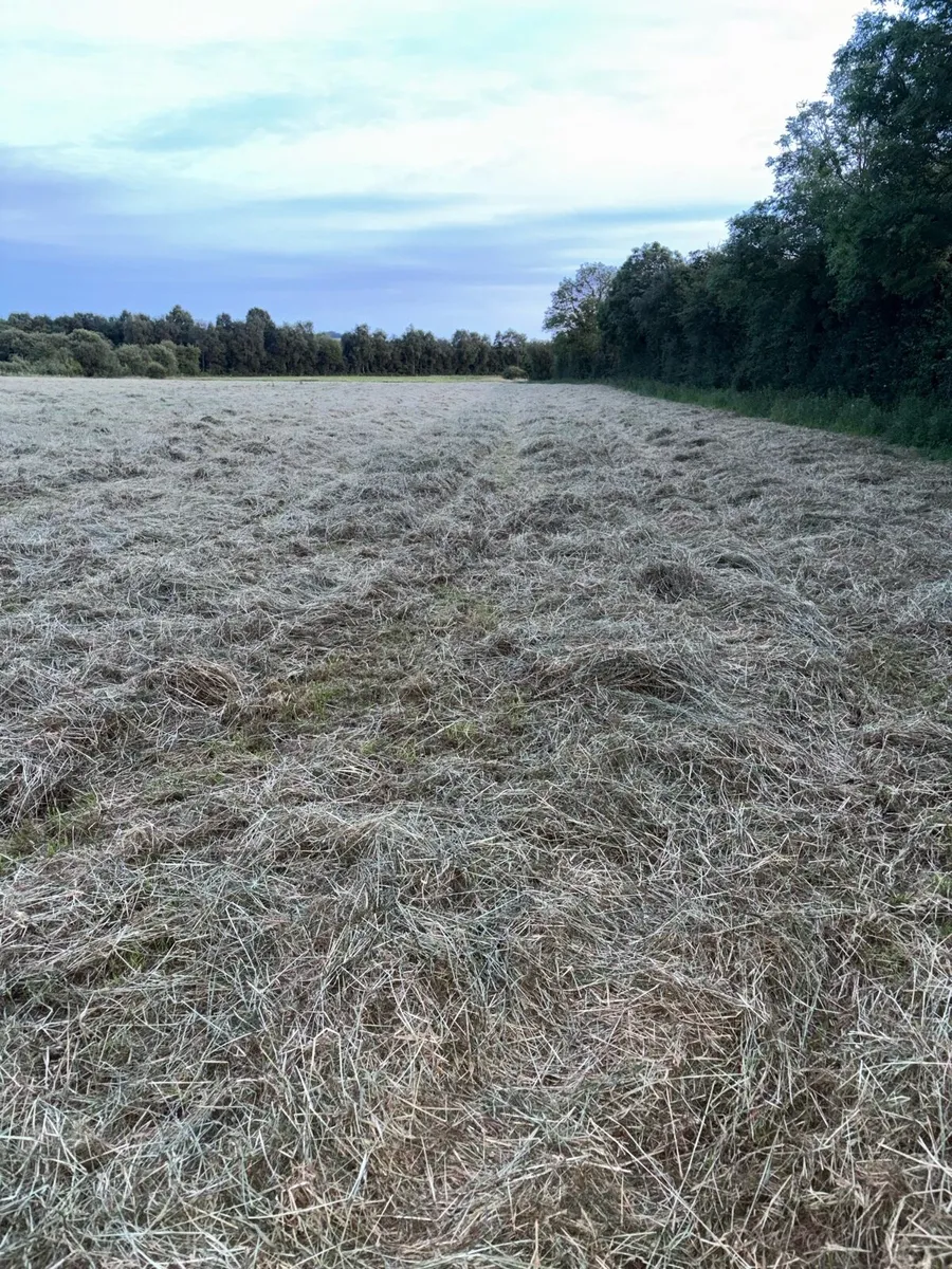Square bales of hay