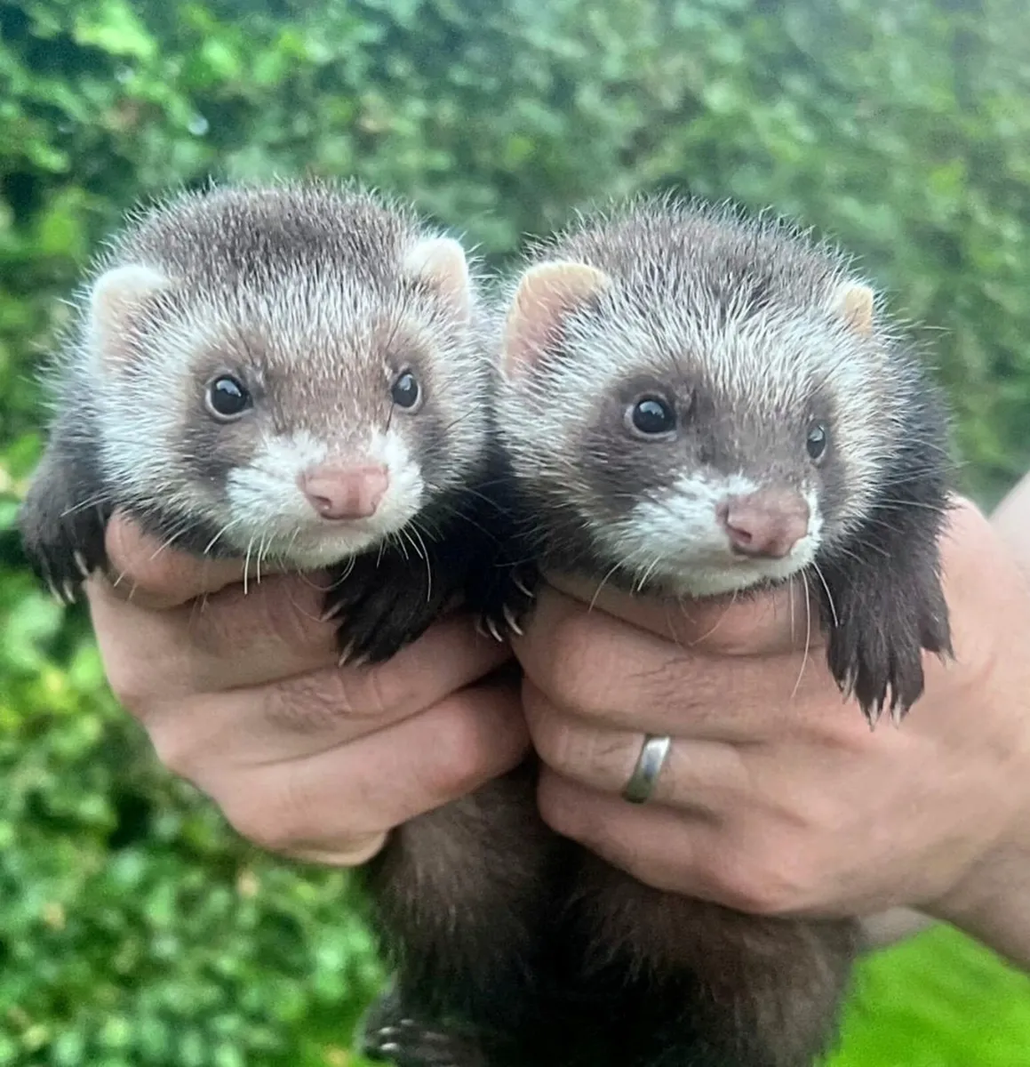 Ferret Kits