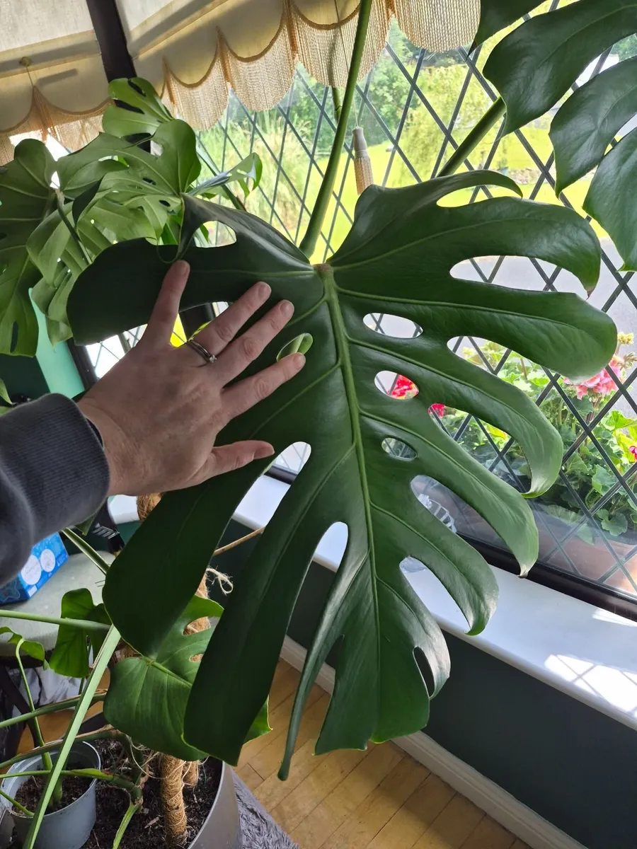 Monstera - Image 1