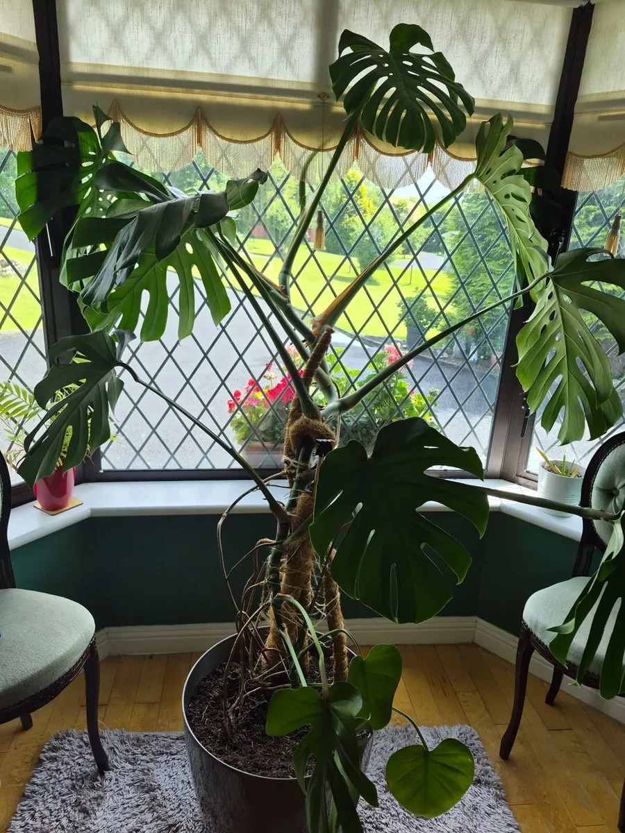 Monstera - Image 2