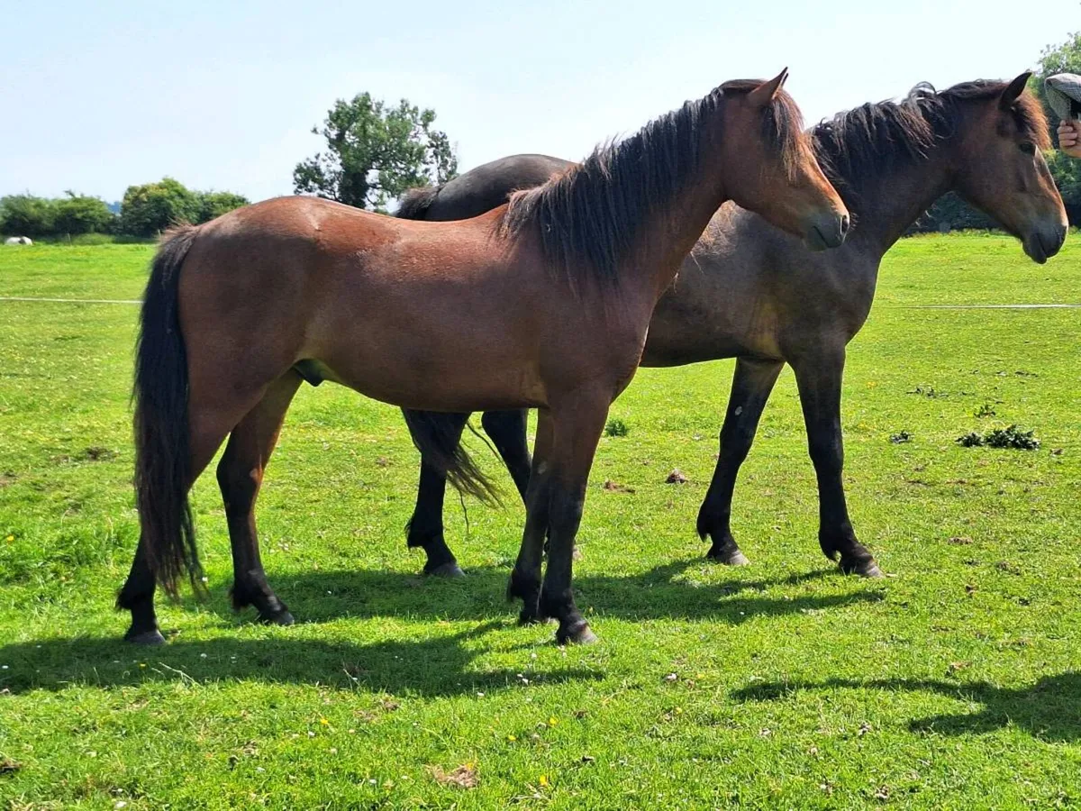 2023 Connemara Gelding - Image 2