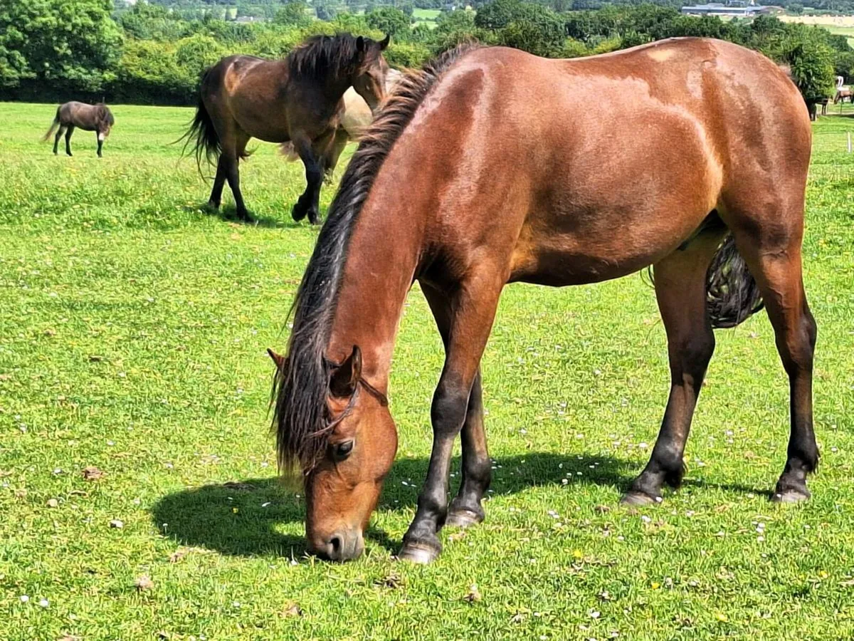 2023 Connemara Gelding - Image 3