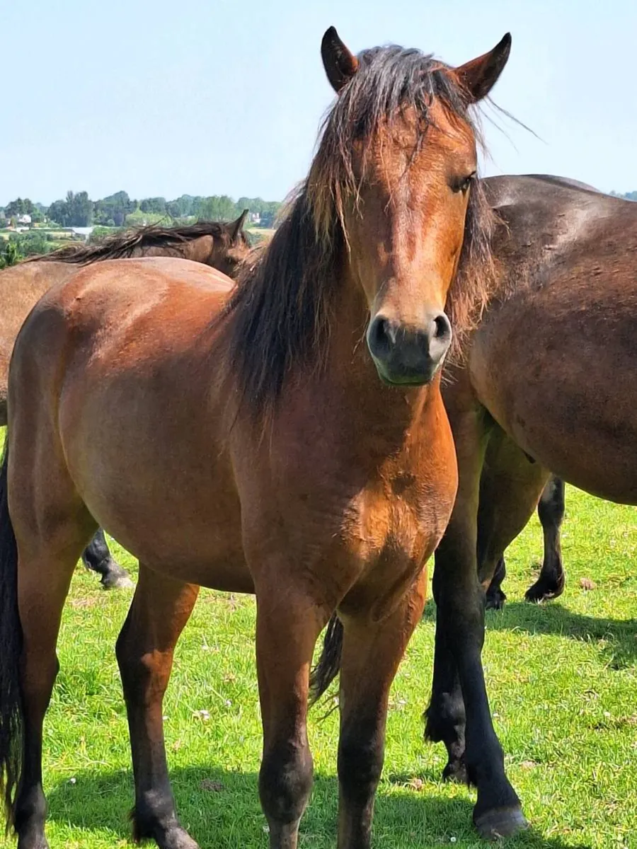 2023 Connemara Gelding - Image 4