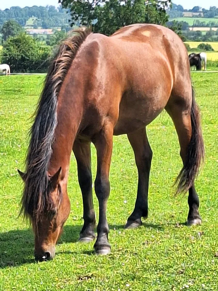 2x 2023 Connemara Geldings - Image 1