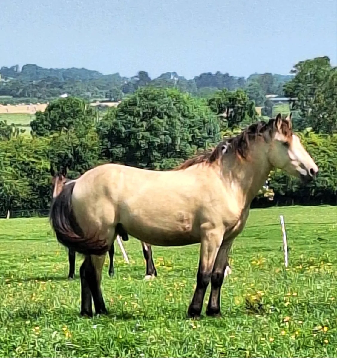 2x 2023 Connemara Geldings - Image 2