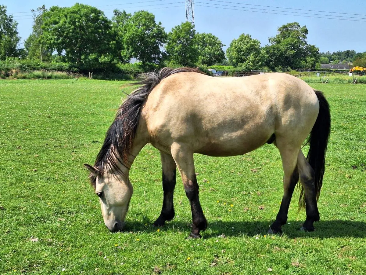 2x 2023 Connemara Geldings - Image 3