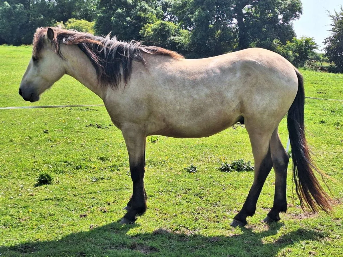 2x 2023 Connemara Geldings - Image 4