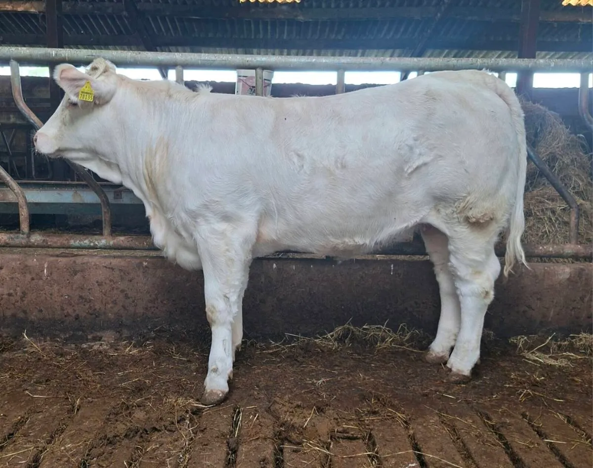13 month old PBR Charolais heifer - Image 1