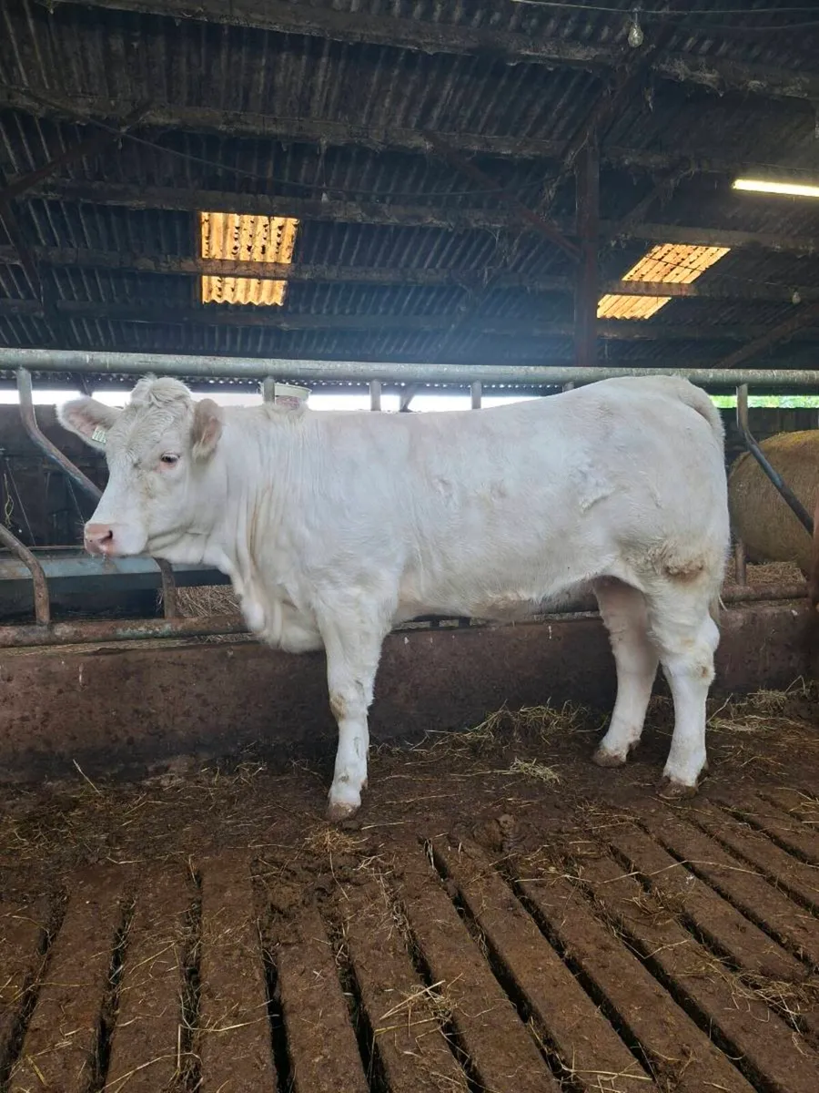 13 month old PBR Charolais heifer - Image 3