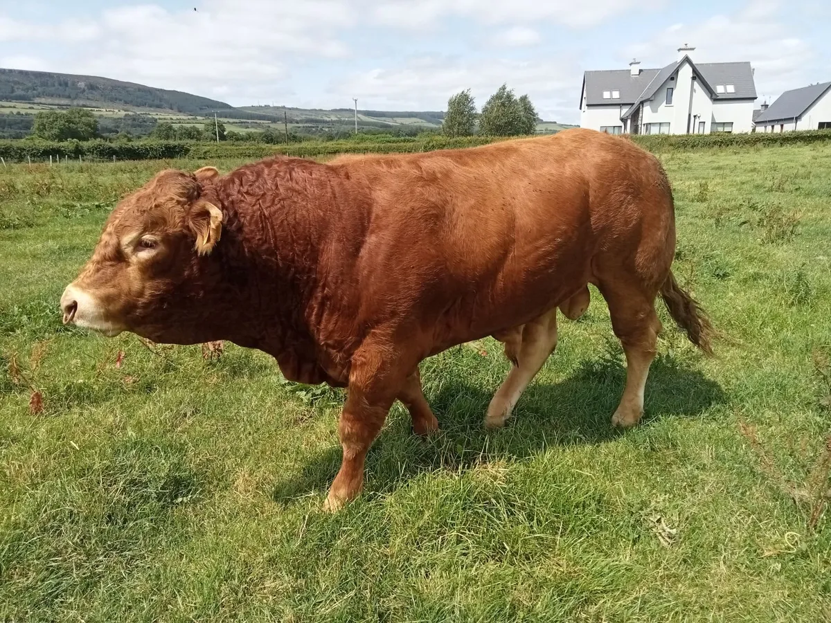 Livestock - Image 1