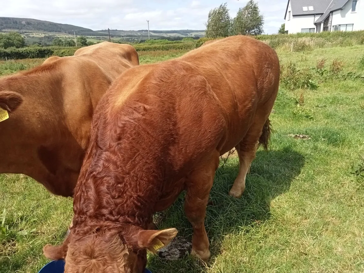 Livestock - Image 3