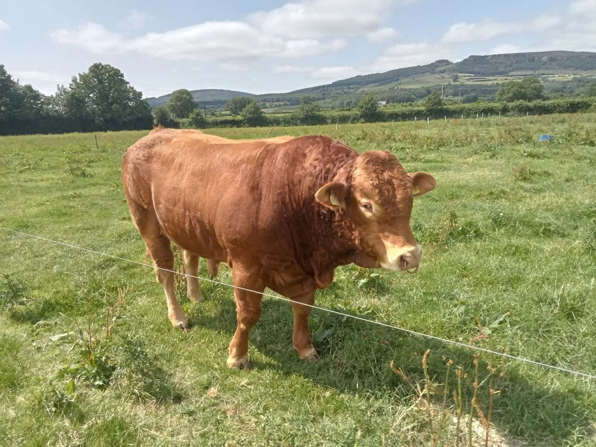 Livestock - Image 2
